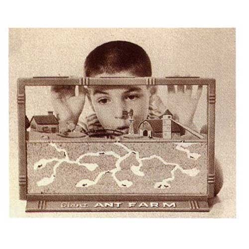 55305-uncle-milton-giant-ant-farm7